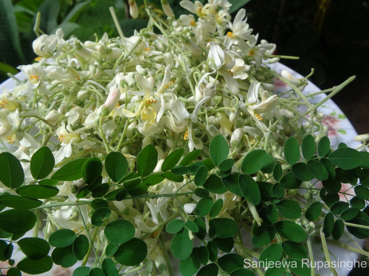 Moringa oleifera Lam.